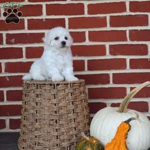 Blossom, Bichon Frise Puppy